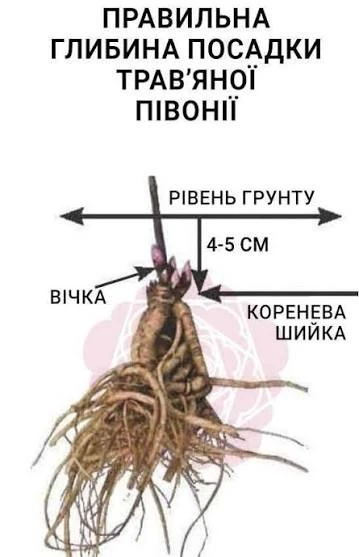 Посадка півонії Посадка півонії